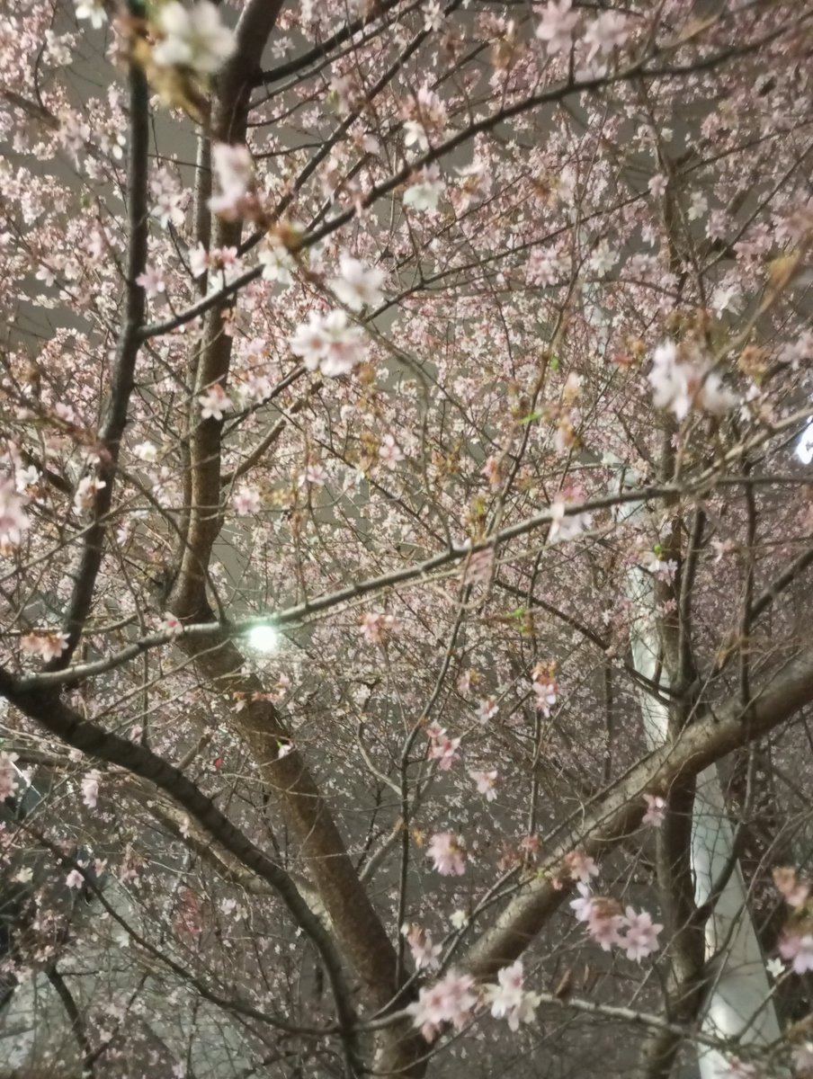 #連続ドラマportraits

こんにちは☆
本日も中華屋とイルミネーションのロケハンです❄️
寒いですが、昨日は銀座付近で桜の様なものが咲いてました☺🌸
今日はどんな出会いが有るのやら♪

#dramaportraits
#セクマイドラマ
#sexualminoritydrama
#レズビアンドラマ
#ゲイドラマ