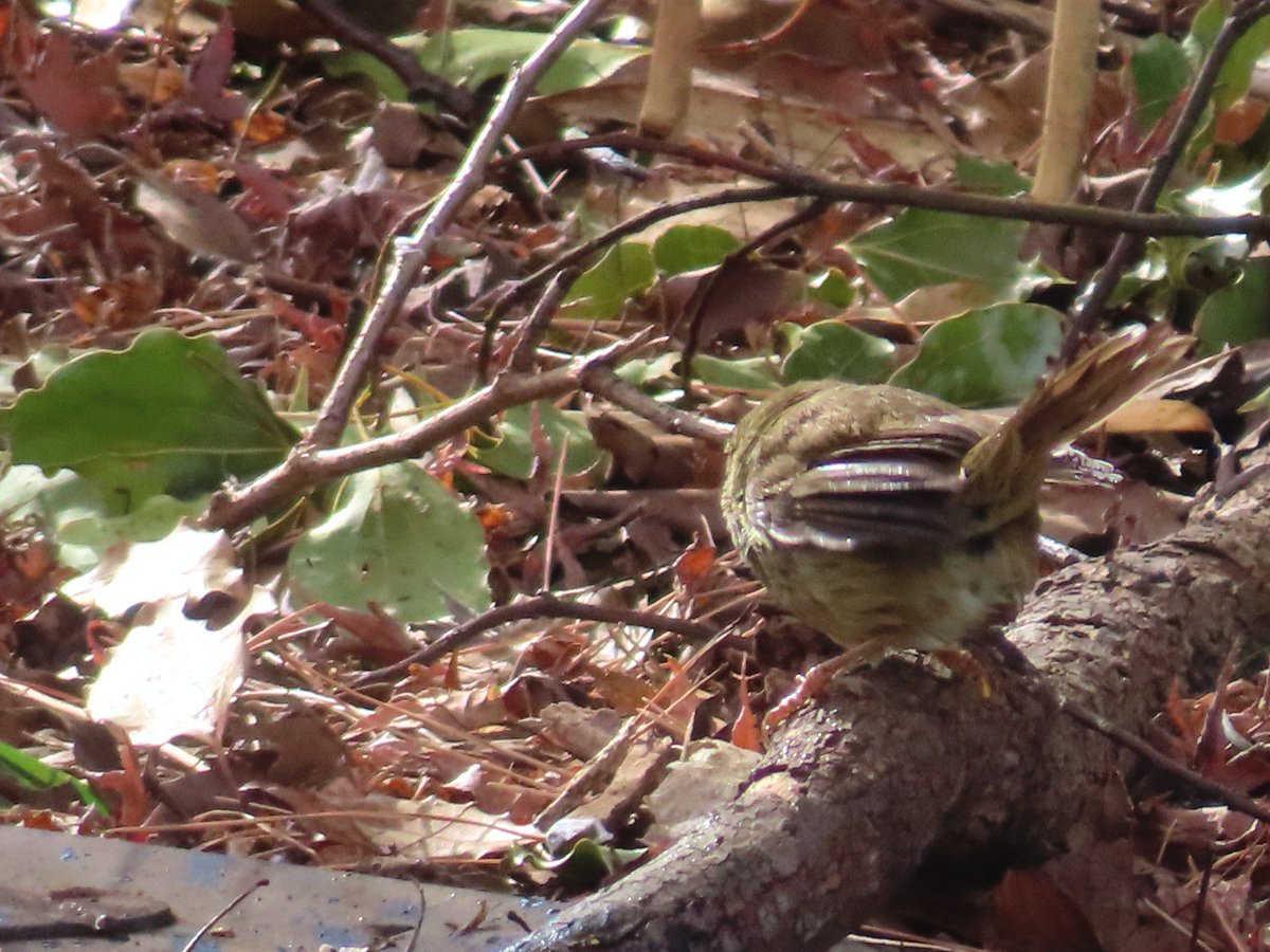 お尻シリーズその②
クイズにしてみた🤭
かなり難問だと思う…
一体誰のお尻？？ ヒントは薮や茂みが好きなあの留鳥です😁 
#野鳥