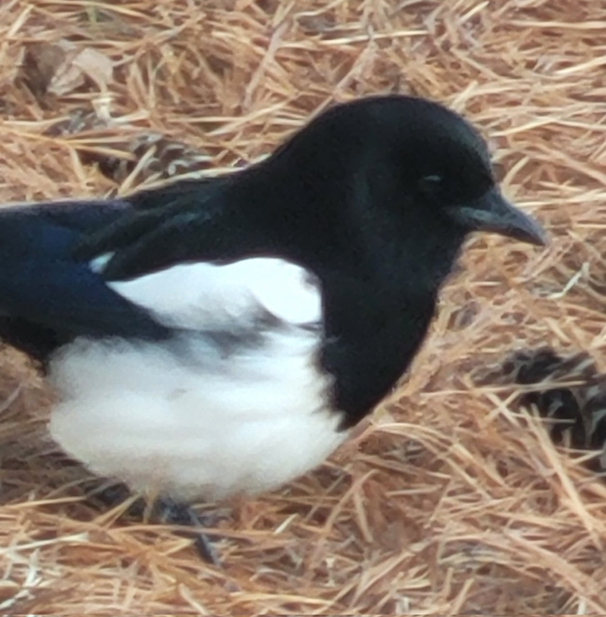 좋은걸 보여주지

바로 털찐까치다