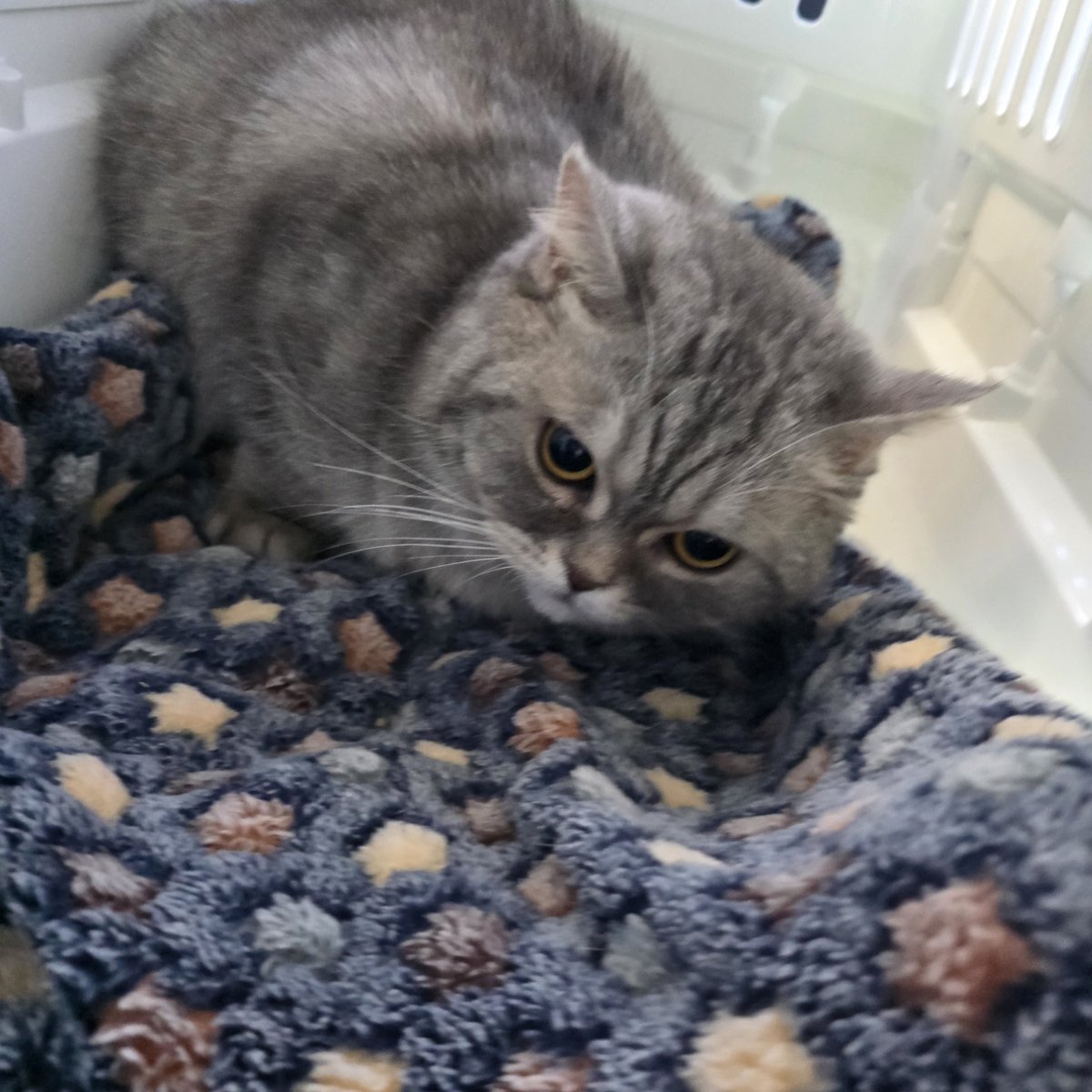 눈이랑 귀사이에 상처난거 있어서 그거 연고처방도 받고 접종도 받았어용
의사가 털 만져보더니 모질이 페르시안 섞인애 같다고 함