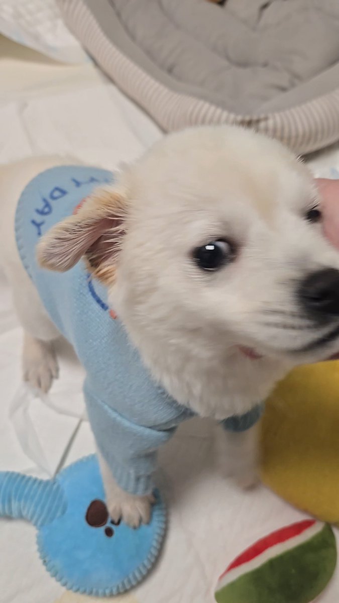 sun__is_mine's tweet image. &amp;lt; 보호소에 있을때 
                                       집에 온지 일주일 &amp;gt;

사지말고 입양하세요