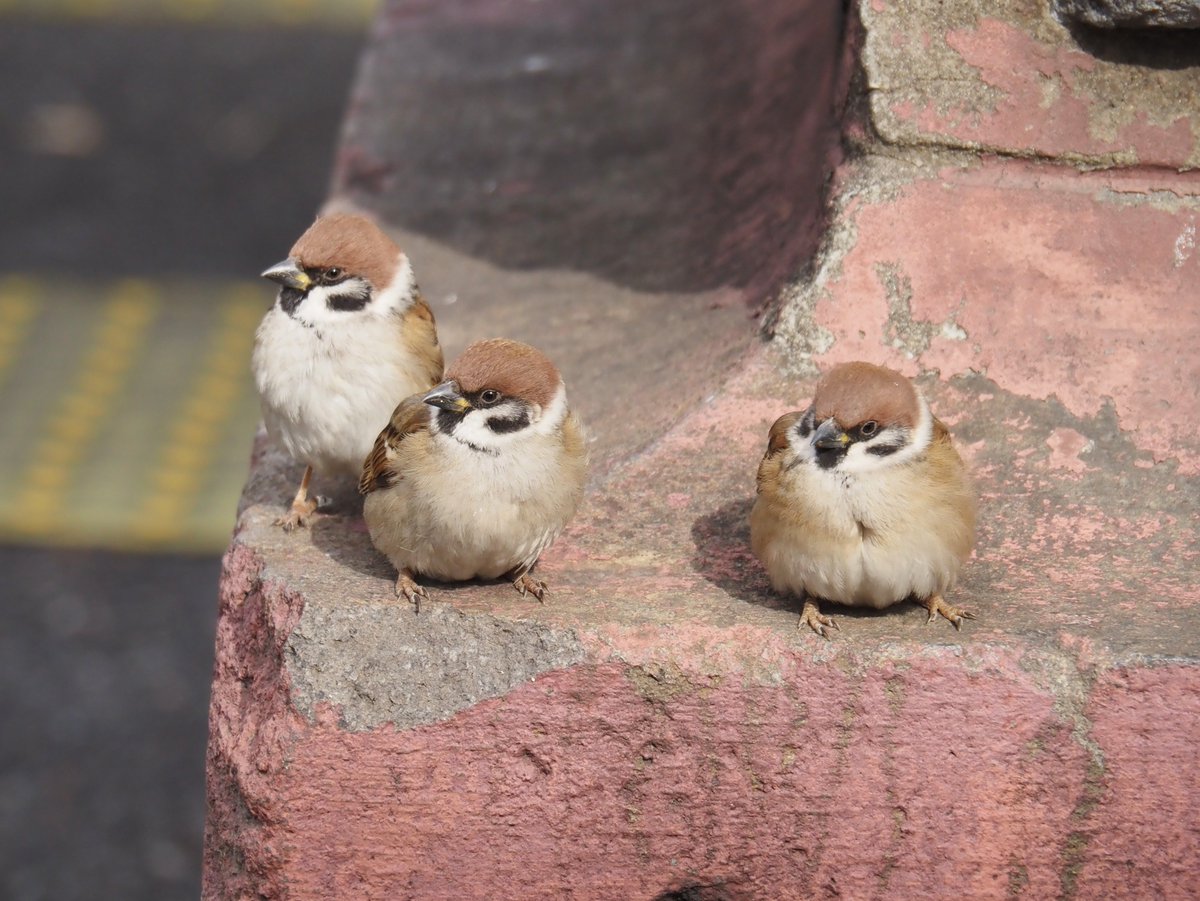 ちゅんちゅん (@chunchu0803) / Posts / X