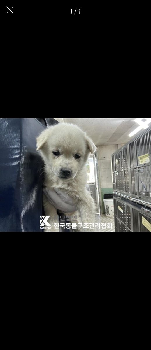 sun__is_mine's tweet image. &amp;lt; 보호소에 있을때 
                                       집에 온지 일주일 &amp;gt;

사지말고 입양하세요