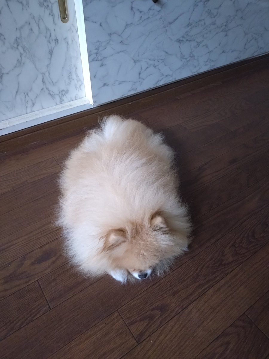 pome_bo's tweet photo. 10歳になったよ。
おじいわんの仲間入り。 https://t.co/9oCElu8WNi