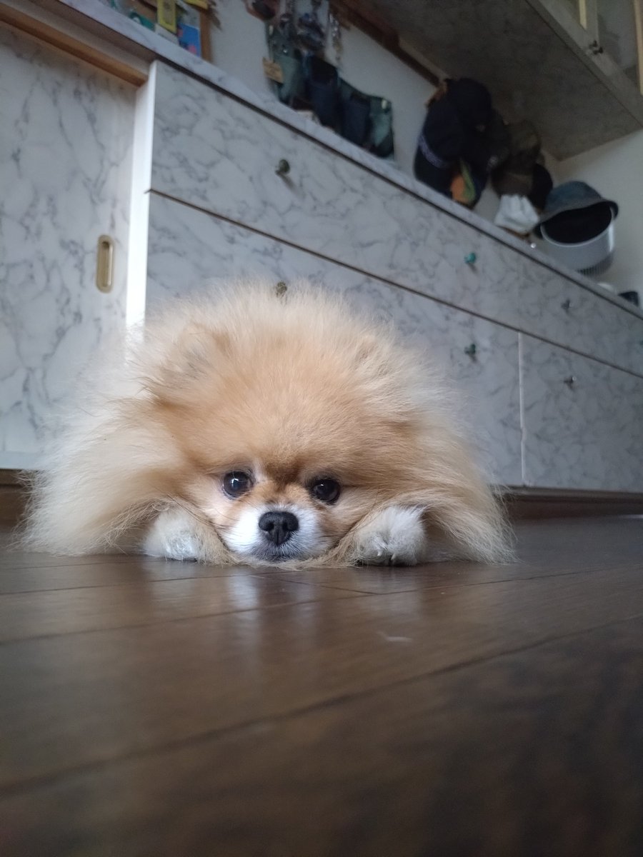 pome_bo's tweet photo. 10歳になったよ。
おじいわんの仲間入り。 https://t.co/9oCElu8WNi