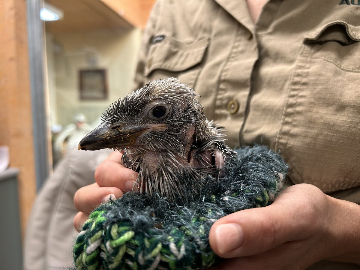 wildwarriors's tweet photo. A sweet little orphaned kookaburra chick has recently come into care at the Australia Zoo Wildlife Hospital. 💕

Found alone with no parents, this tiny little ball of feathers is now receiving round-the-clock support. 🥰 From specialised feeding to warmth and hydration, we’re giving this little one everything needed to grow strong and healthy, before heading home to laugh through the skies!