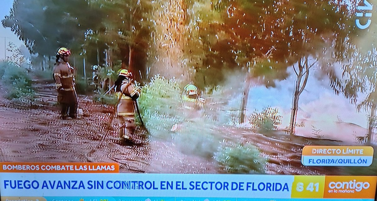 Dos errores del periodista de #ContigoCHV
1ro., sorprenderse xq "se queman árboles verdes", desconociendo que los eucaliptus son resinosos y que el suelo está lleno de hojas secas que impiden la humedad. 
Luego dice "acá hay un bosque de eucaliptus": Son plantaciones, no bosques.