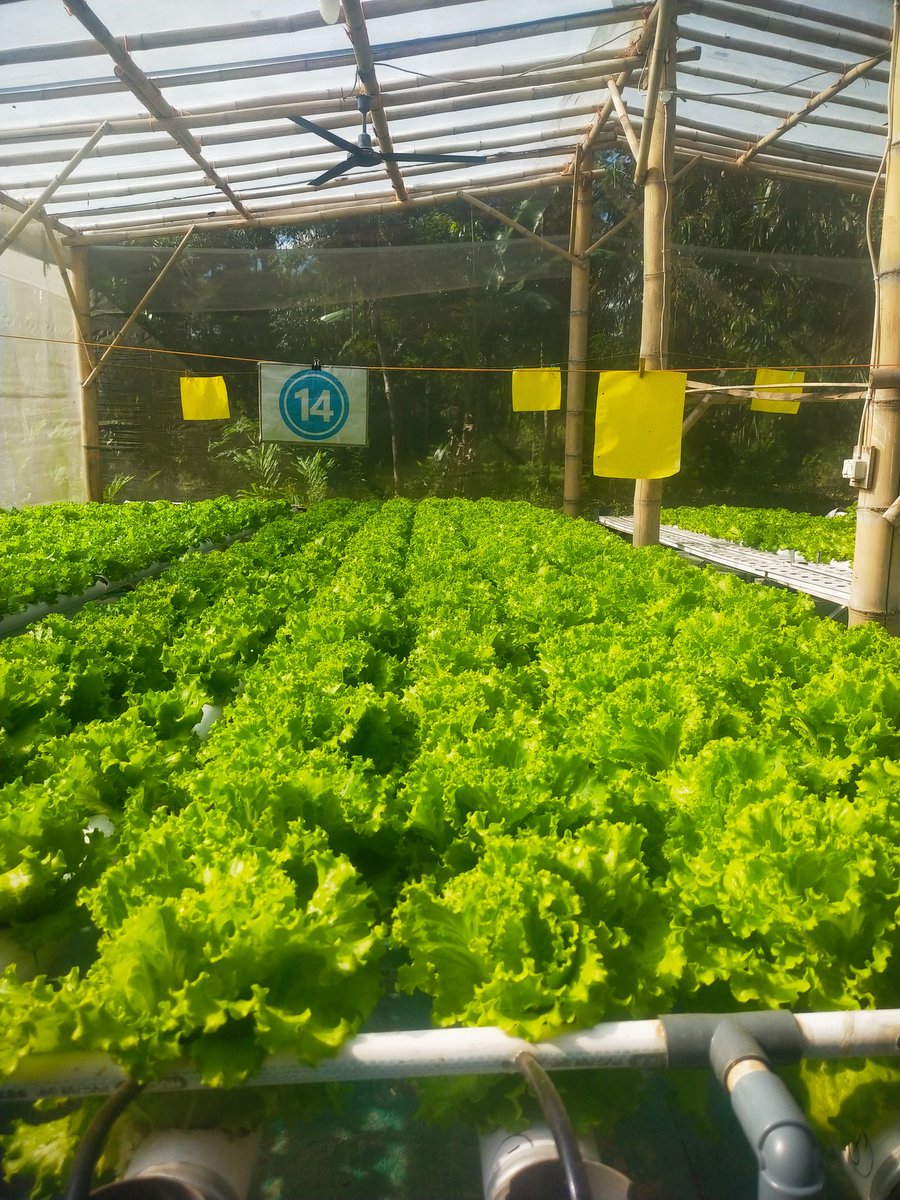 ydhtama's tweet image. Kualitas itu bukan cuma soal ukuran yang besar. Pelanggan sekarang itu cerdas, mereka nyari experience. Sayur yang renyah (crunchy), bersih tanpa pestisida, dan punya shelf life yang lebih lama adalah kunci utama repeat order.