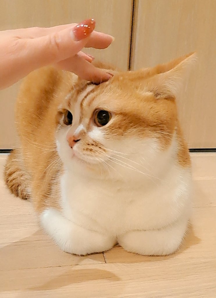 kinakoページ KINAKO