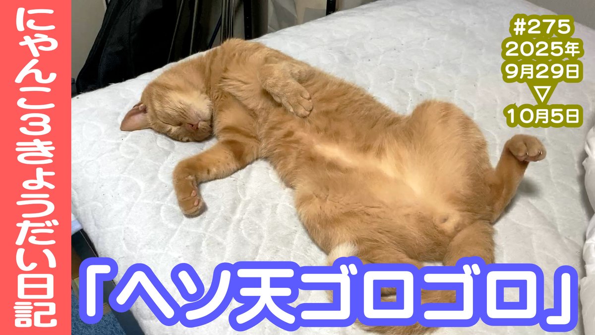 CatsLife #猫のいる暮らし #猫のいる生活 #猫のいる幸せ #猫好きさんと