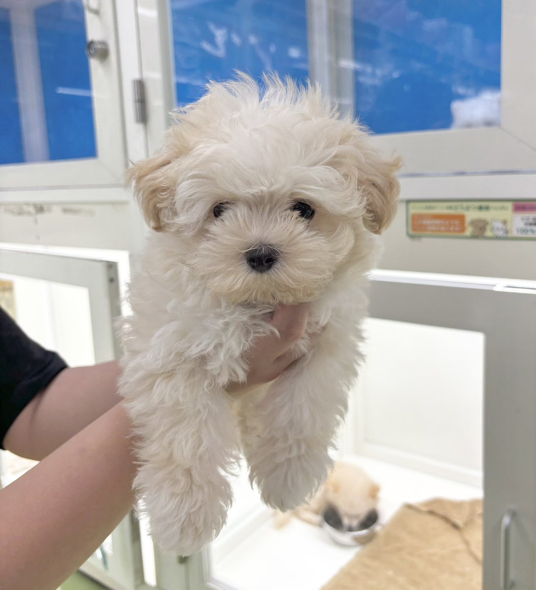 すず (@H123579U) / Posts / X