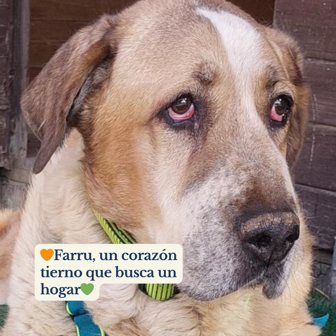 SosAbuelos1's tweet image. #GRANADA
Soy #FARRU, un mastín de 45 Kg y 10 años, marcados por una cadena. Pasé tanto tiempo atado que mi cuerpo olvidó cómo caminar. Cuando me encontraron, solo podía mover mis ojos, pero en ellos se reflejaba una fuerza inmensa
.
No fue fácil,  pero con amor y cuidados, volví…
