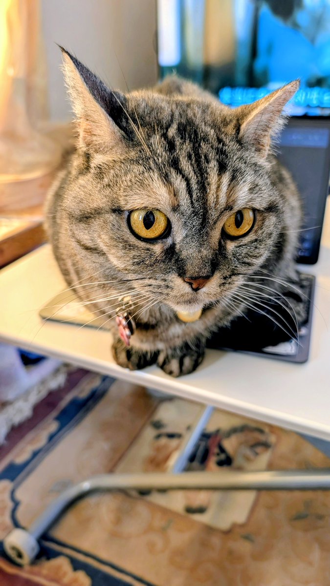 ねこさん⚡(ΦωΦ) (@catnap707) / Posts / X