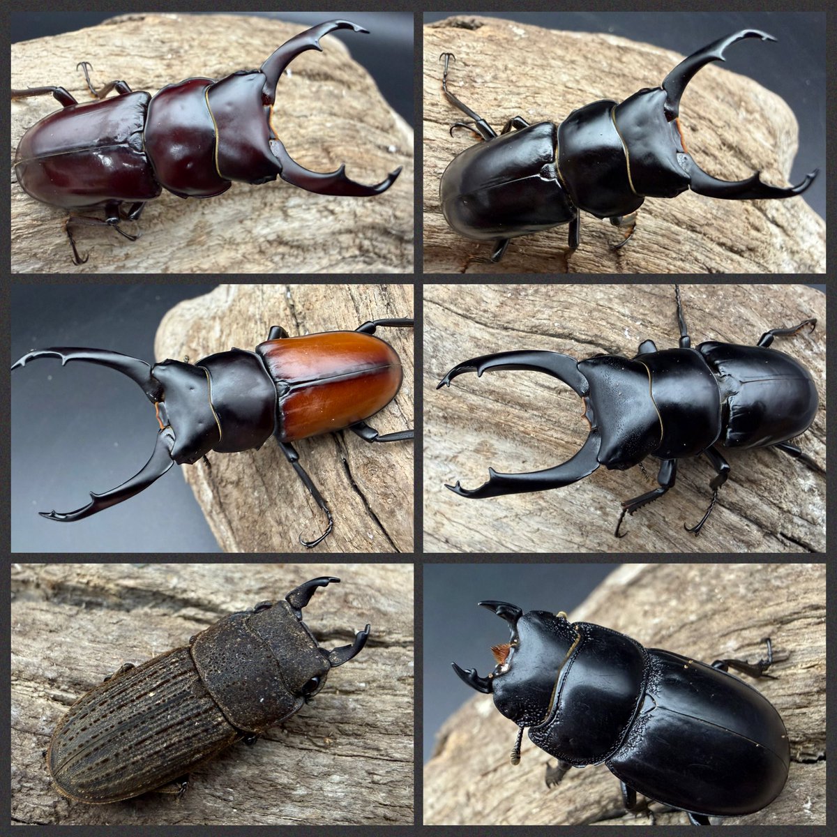 新着生体のご紹介】 2024カレンダー、2025年カレンダーで1月を飾った