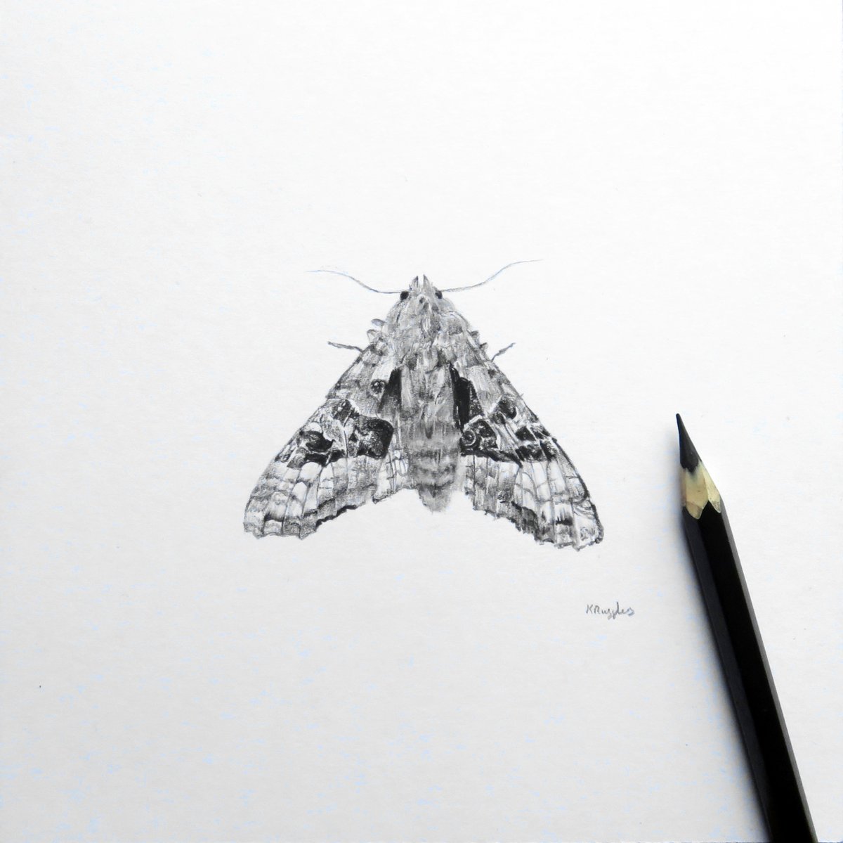 DrawingInDark's tweet image. Goth moth :) I'd been wanting to draw this one for years, I love the patterns on their wings!
For my biz followers, I have a 3 day promo on these as part of the @faire_wholesale winter market. drawingindark.faire.com