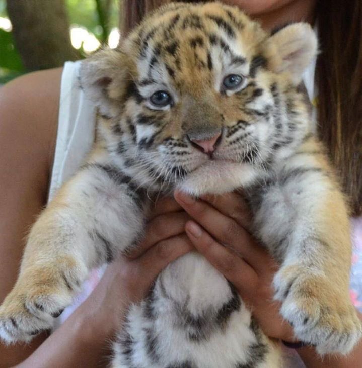 arlynjong's tweet image. โปโลเค้ามีลูกเสือเป็น BA ด้วยนะคับ

MARK LEE AT RALPH LAUREN FALL 2026
#RalphLaurenFall26xMarkLee
@RalphLauren