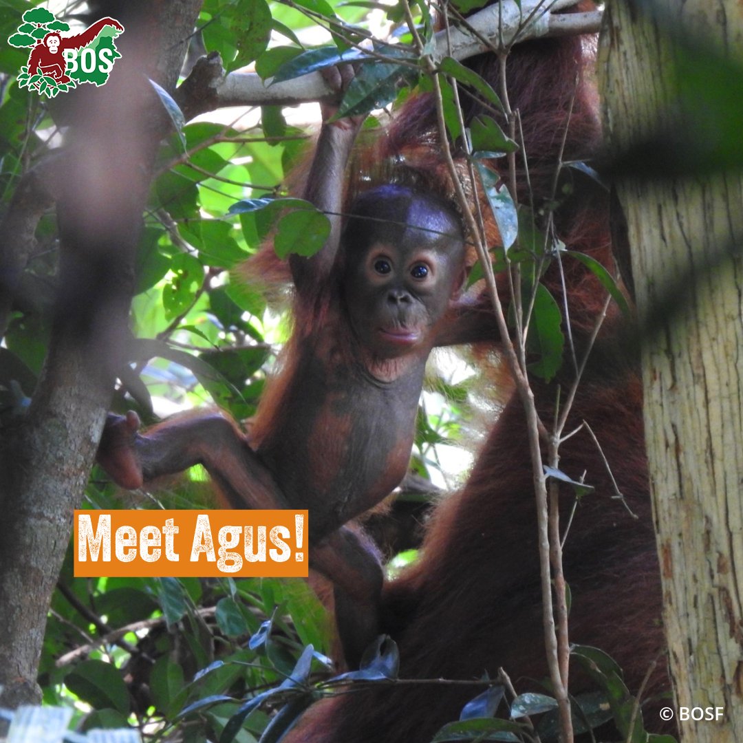 BorneoOSUK's tweet image. Rehabilitated orphan Agis, who was released into the TNBBBR in 2018, was recently spotted with a baby on board! Her precious, wild-born son has been named Agus. More 👉 bos-uk.org/agis-brings-go… #WildWednesday #OrangutanJungleSchool #NotAPet 👶🦧
