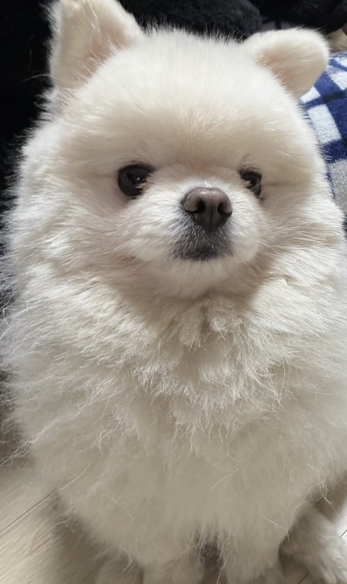 韓国に住む新婚夫婦です🐕‍🦺
新しい家族が増えました…！
ふわふわで可愛すぎて毎日幸せです♡