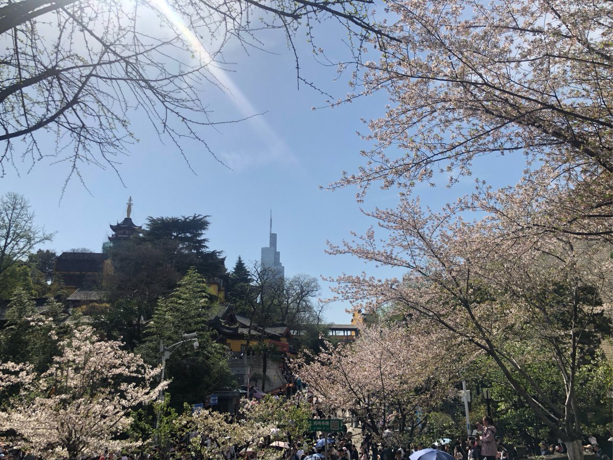SuryaDeepTiwari's tweet photo. 今日解锁小众徒步线！山间偶遇野樱纷飞，风里都是春的味道 终点的观景台把云海踩在脚下，值回步数～ https://t.co/nzaA1e0d6G