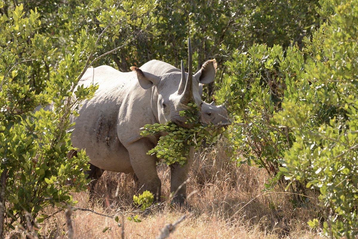 HelpingRhinos's tweet image. Congratulations, you've scrolled so far you found a #rhino 🦏