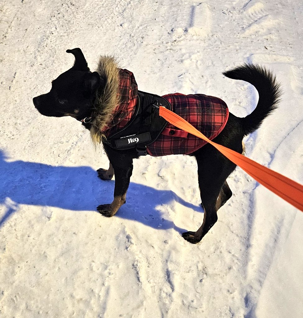 CanadianBlackBear🇨🇦 (CanadianPenny🌈) tweet media