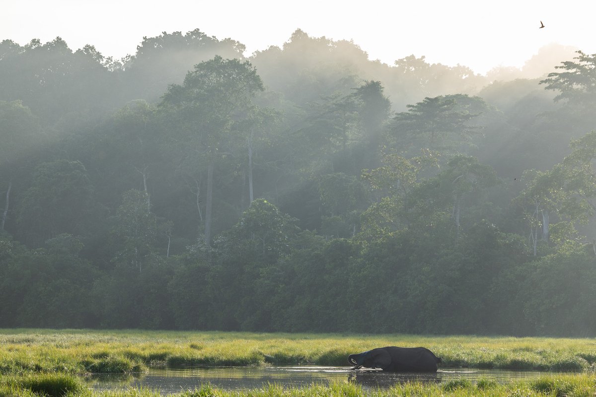 WCS Congo tweet media