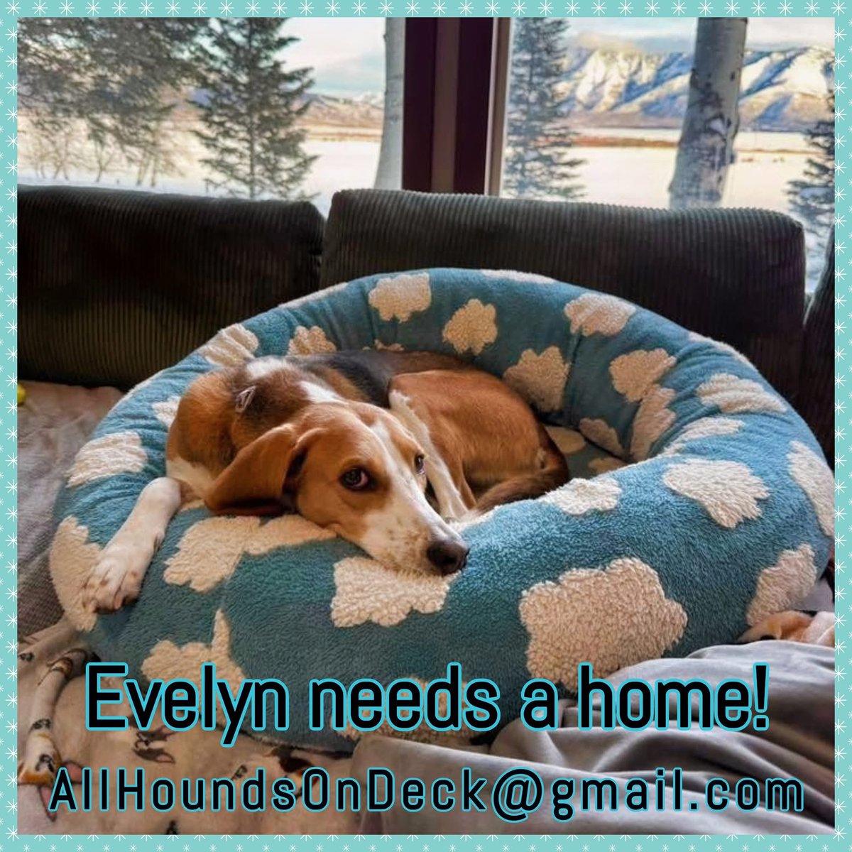 _AHOD_'s tweet image. Small hound, big heart! Evelyn is 3½ yrs old, ~40 lbs, house- &amp;amp; crate-trained, dog-friendly, playful &amp;amp; thriving in foster in Idaho. She loves canine buddies and can live with dog-savvy cats. Ready for her forever family!
#AdoptEvelyn #AdoptDontShop #RescueDog #HoundDog #dogsofx