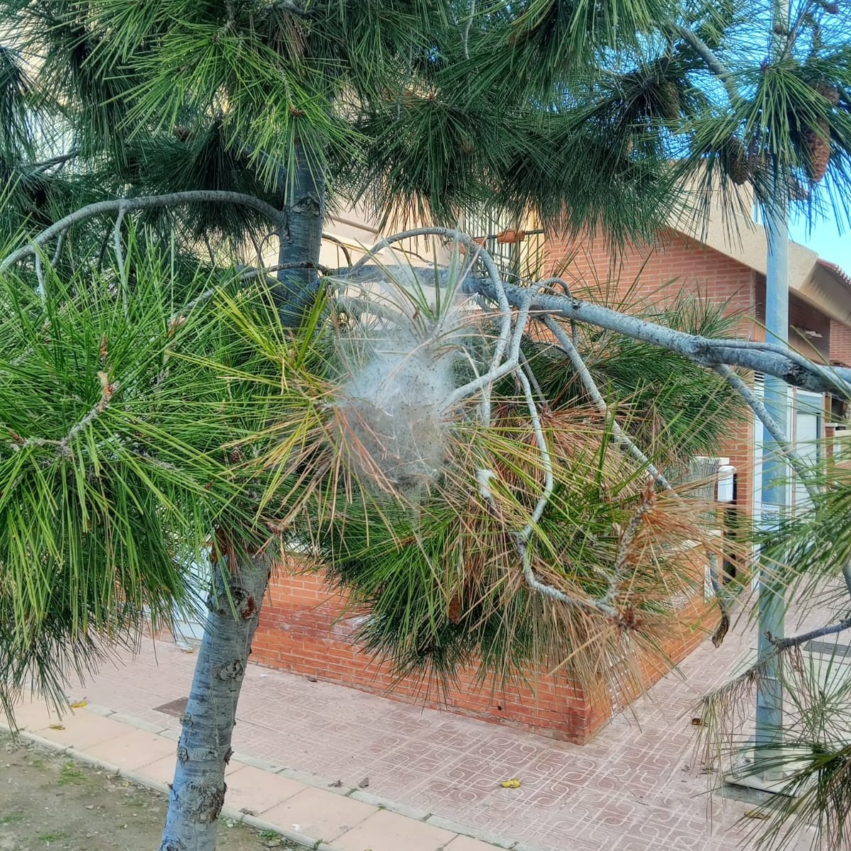 🌲Aumentan los trabajos de vigilancia y control contra las plagas de procesionaria en los pinos de #Águilas.
todoaguilas.es/index.php/;foc…