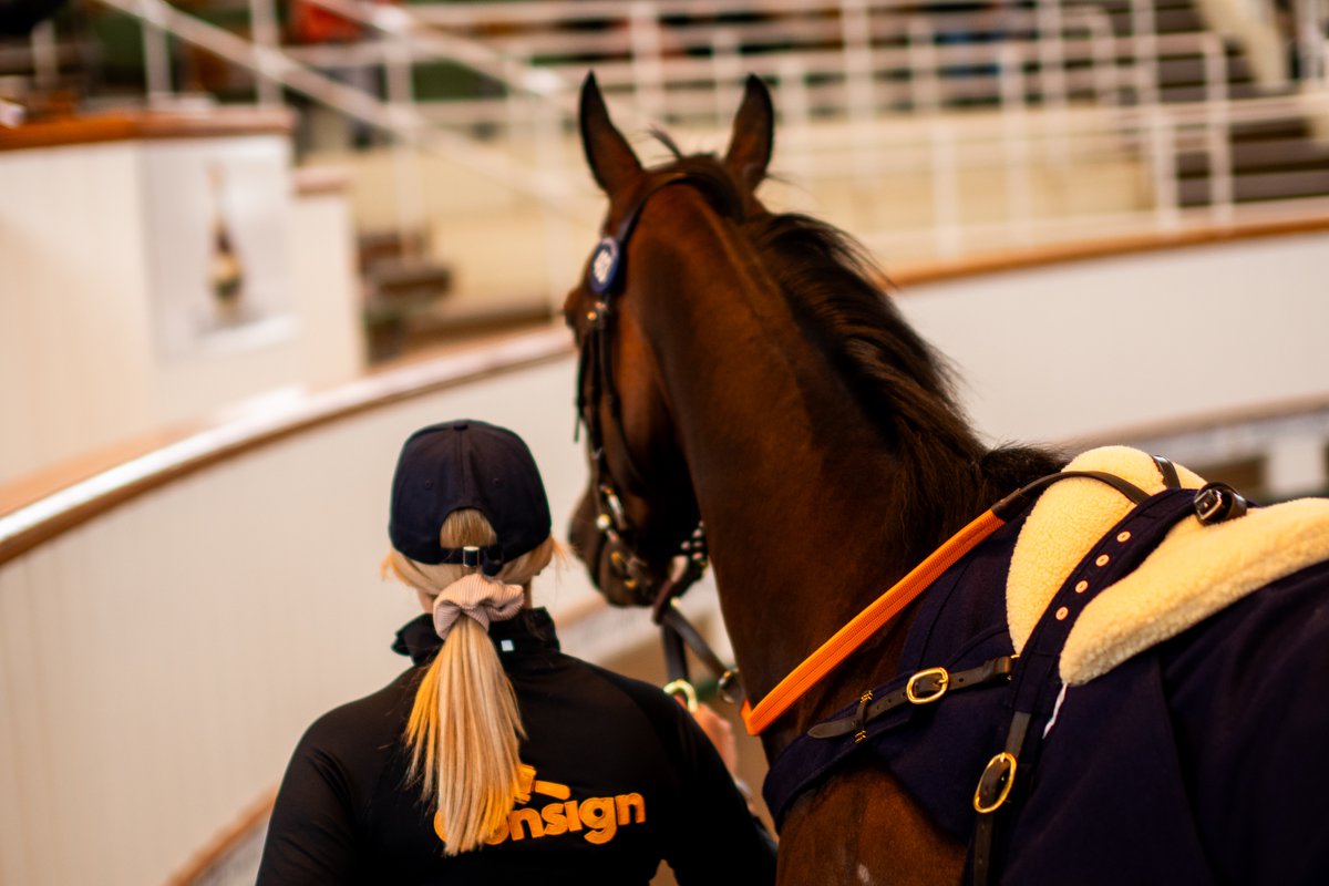 Counting down ⏳

Two weeks until we return to the <a href="/Tattersalls1766/">Tattersalls</a> February Sale — our first outing of 2026.

✔️ 100% sold last year
✔️ 5 horses rated 80+ by <a href="/Timeform/">Timeform</a> this year

Draft here 👇
tattersalls.com/sales/february…