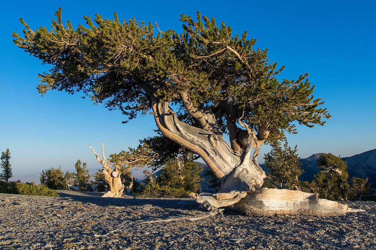 treemissions's tweet image. Trees are time machines! A single mature oak can absorb 48 pounds of CO2 annually, helping combat climate change. But did you know some bristlecone pines are over 5,000 years old, living links to the dawn of civilization? 🌳🕰️ #TreesAreMagic #ClimateAction