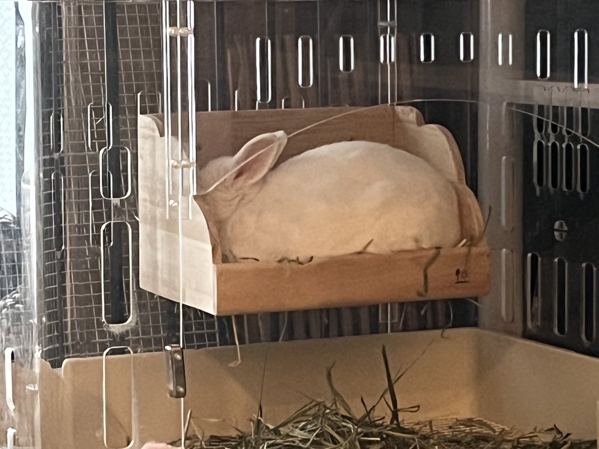 今日は珍しく顔を隠して浮いてた☁️