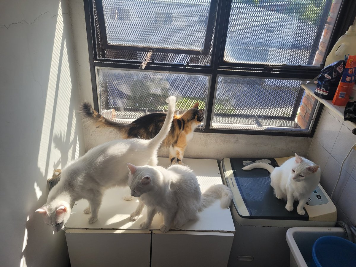 Sebastian Cavalitto tweet media