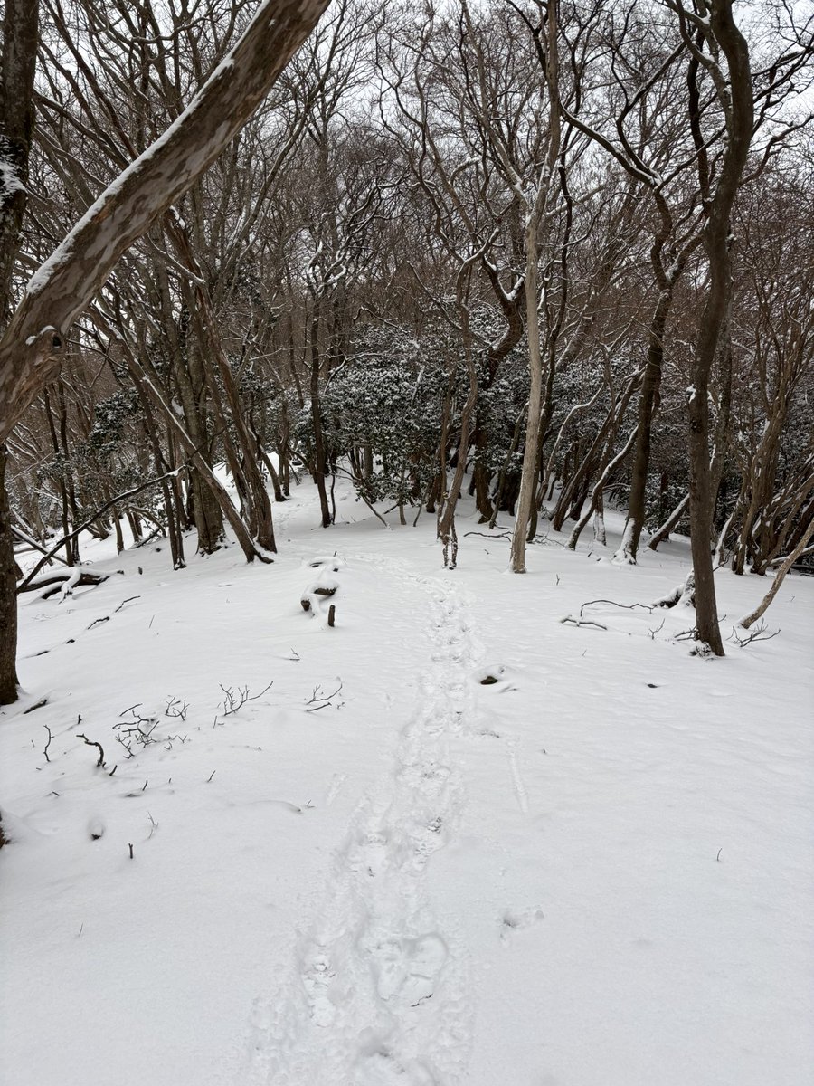 Miyako_YamaDera's tweet photo. 本日は #愛宕山 周辺の遺跡群を調査してきました。

大雪の中でしたが、#雲心寺跡 や #日輪寺跡 など既存の平坦地群をはじめ、山中を歩き回って踏査しました！

👇愛宕神社様（@atagojinjya ）のSNSにも写真を掲載いただいています！

#みやこの山寺 #雪 #考古学 #大学生 https://t.co/daxzdmw2tD
