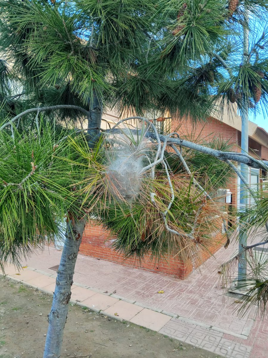 Aumentan la vigilancia y control contra las plagas de procesionaria en pinos de los parques y zonas verdes en Águilas.
<a href="/AYUNTAGUILAS/">AYTO. DE ÁGUILAS</a> 
radioaguilas.blogspot.com/2026/01/aument…