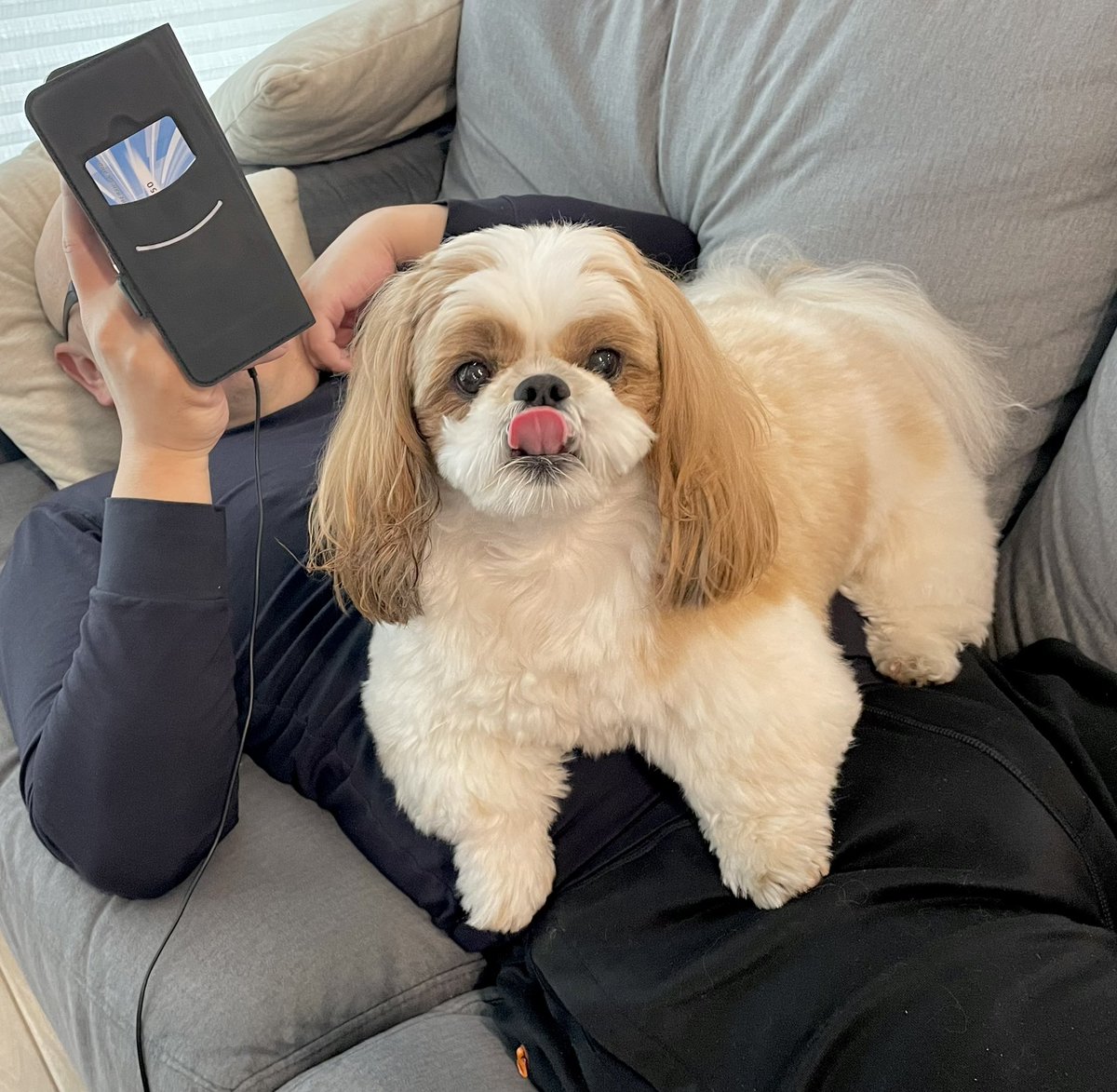 ポコちゃん ぽこ (@poco20220603) / Posts / X