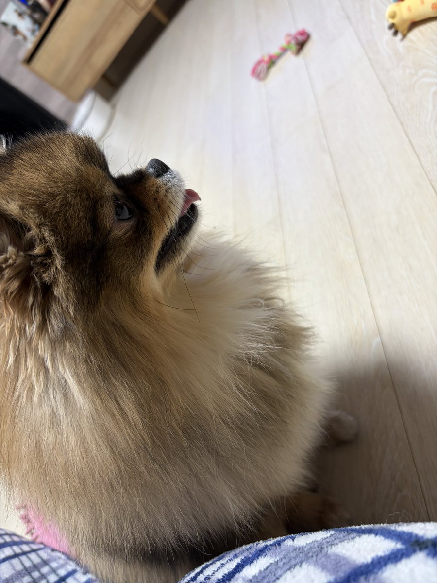 家に帰ったらこんな笑顔で待っててくれました♡
新しい家族、ほんとに可愛い…！