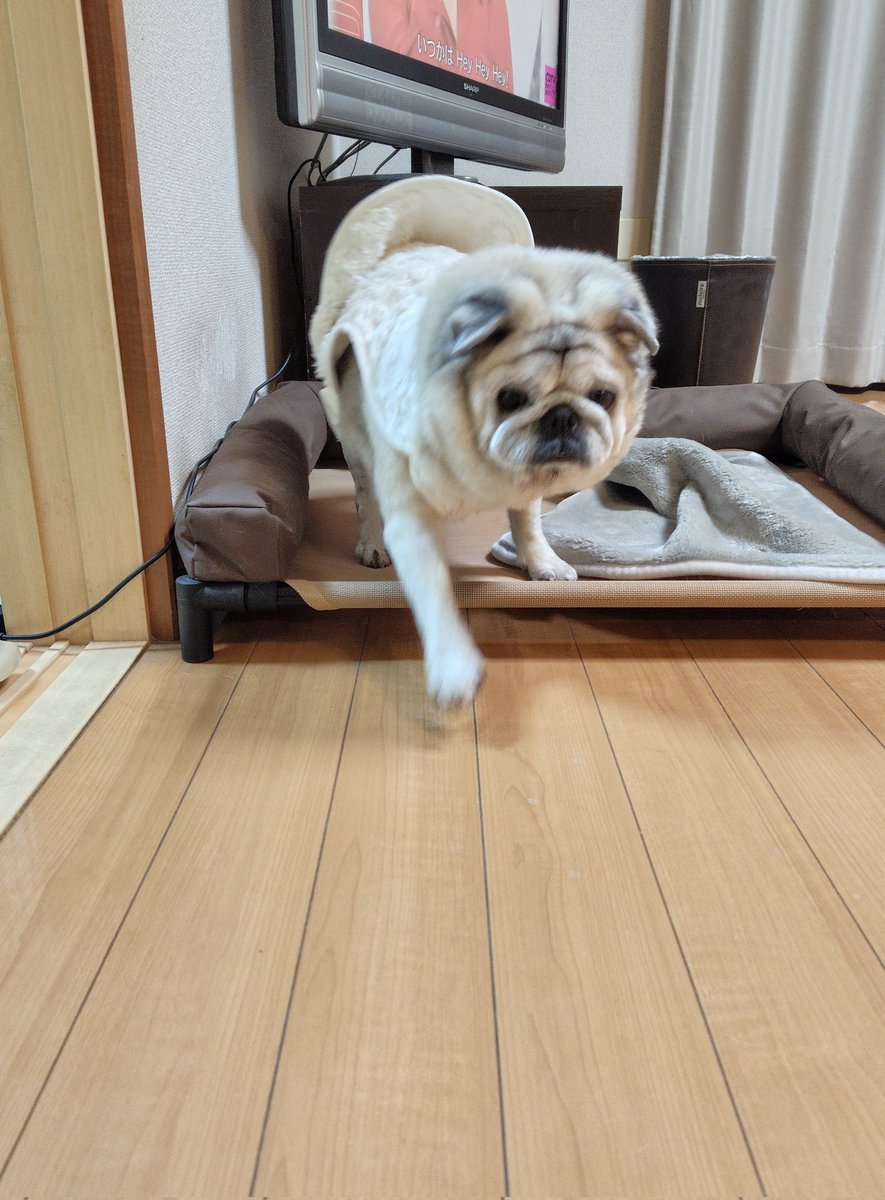 おしりに羽根を生やしたら、飛び立ってくれた