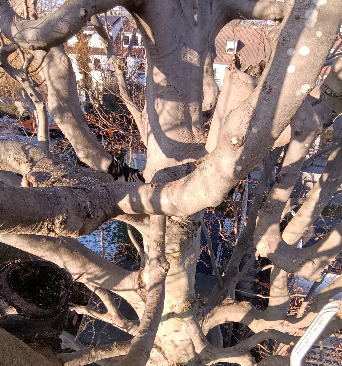 baumglueck's tweet photo. Baumpflege an einer alten Rotbuche in München.
#Baumglück 🌳🍀 https://t.co/HjZ6AX4w58