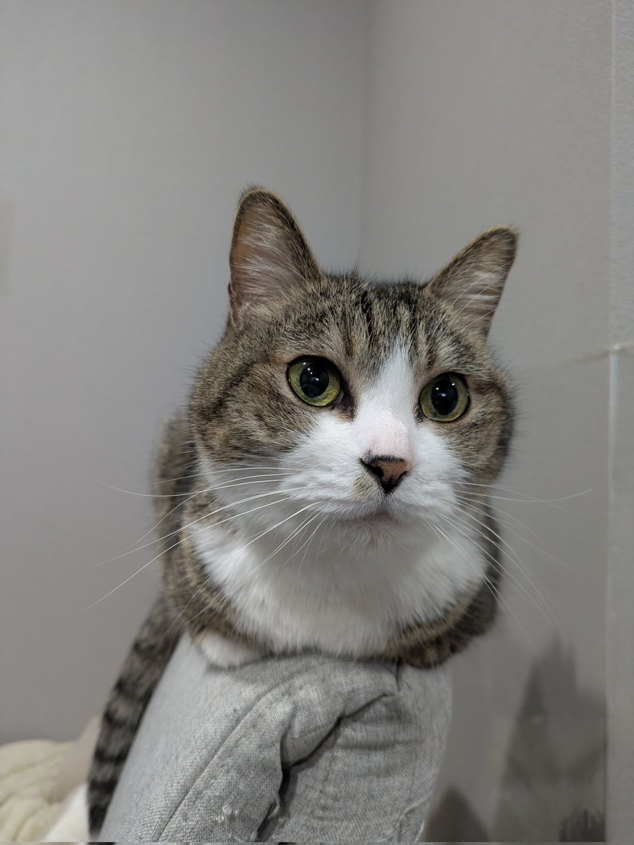 G5Xjx's tweet photo. 変なところで香箱座りしてる
 #猫と暮らす生活  #猫のいる暮らし  #保護猫 https://t.co/j5ySwGWT0A