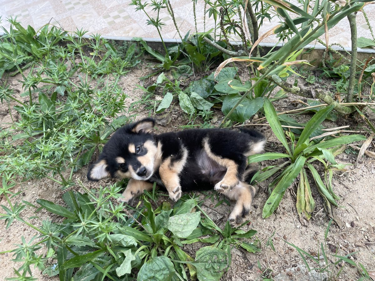 nooniiz_nn's tweet image. 🐶ช่วงนี้ผักชีฝรั่งที่บ้านขึ้นเต็มเลย เห็นแล้วนึกถึงสมัยต้องซื้อกิน ถึงจะปลูกเอง มีหมาเด็กทำผักชีตายหมด 🤣