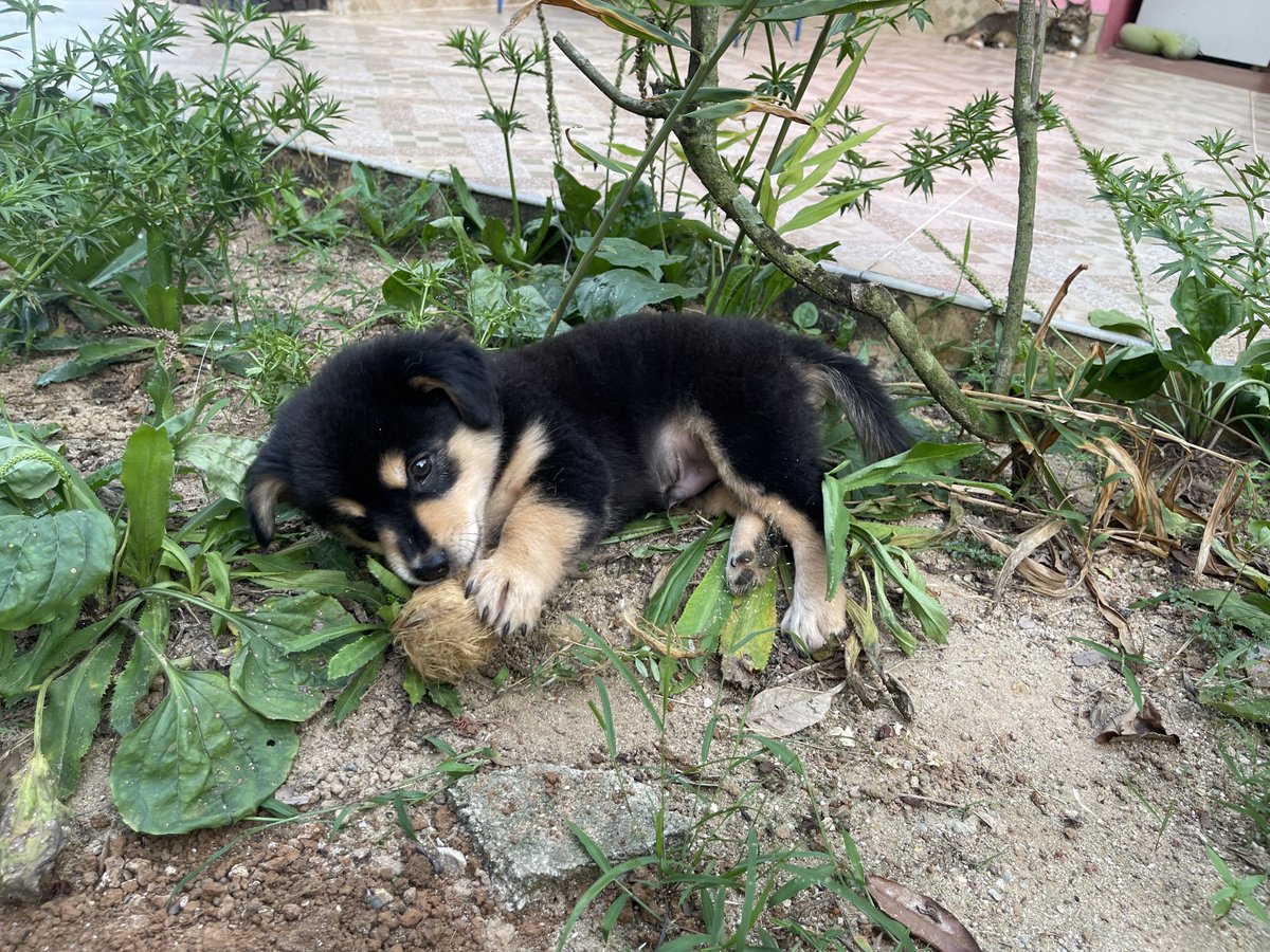 nooniiz_nn's tweet image. 🐶ช่วงนี้ผักชีฝรั่งที่บ้านขึ้นเต็มเลย เห็นแล้วนึกถึงสมัยต้องซื้อกิน ถึงจะปลูกเอง มีหมาเด็กทำผักชีตายหมด 🤣