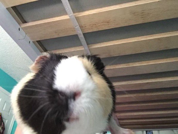 트친들 왜 수제트윗 안 쓰지