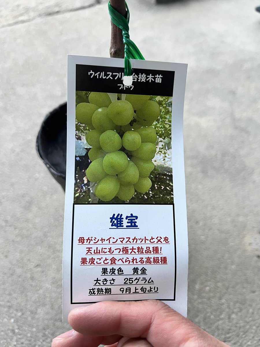 sumis600's tweet image. 育てたかった苗🍇、2年越しで届いた