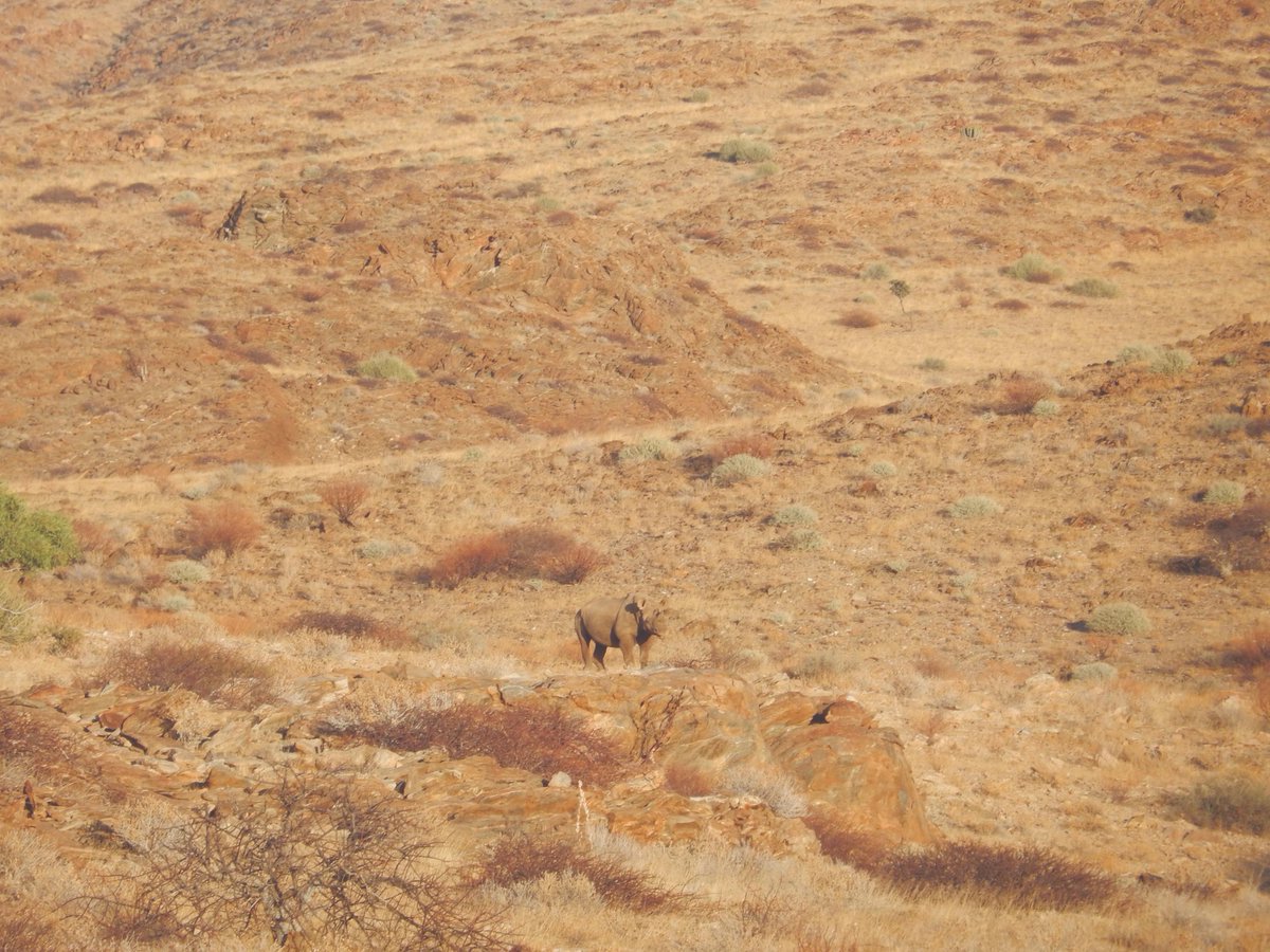 Save the Rhino Trust tweet media