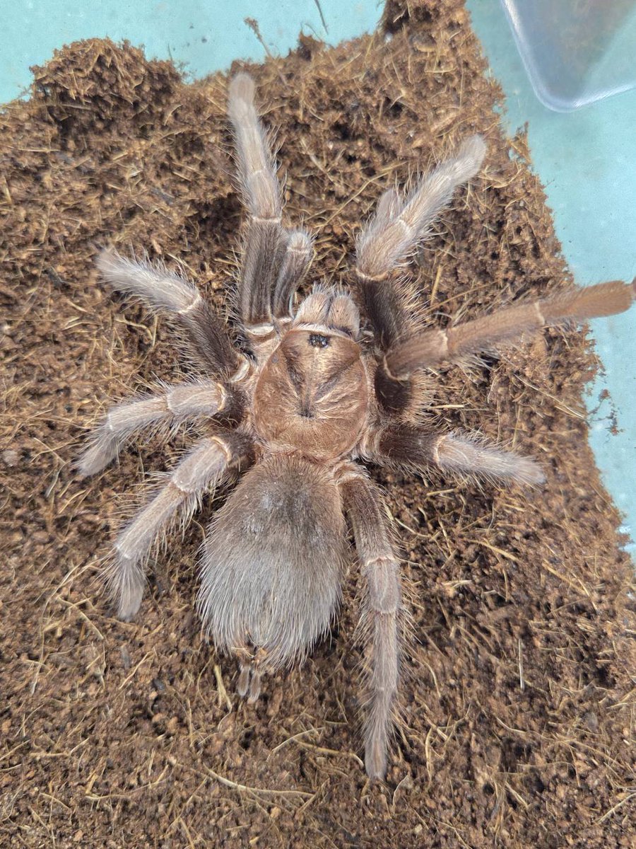 ぴーちゃん （合)Bebe Rep. 1/17.18 【JRS静岡】に出展致します