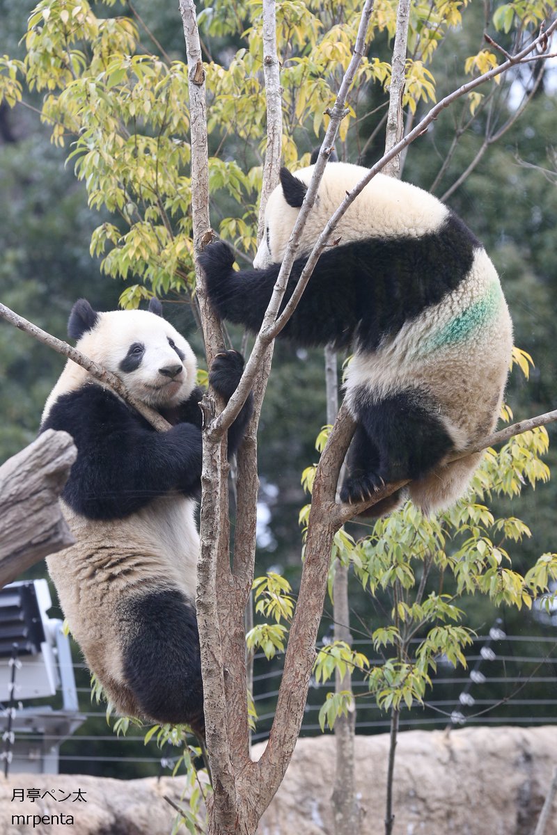 シャオシャオ レイレイ 2023.01.17 #上野動物園