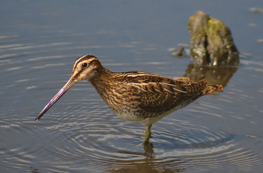 Jean Gautier 🐝🦋🐞 #Insoumis, Écolo et partageux tweet media