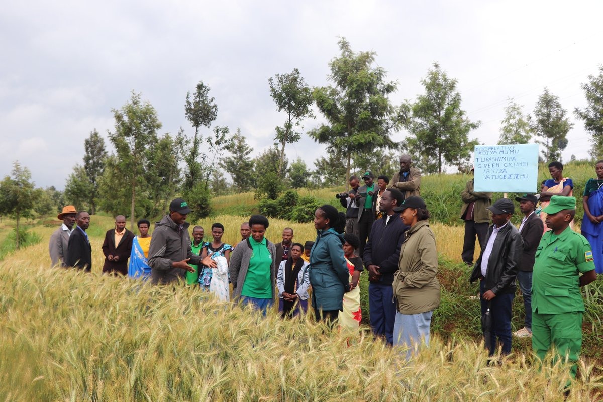 GreenGicumbi's tweet photo. Ku munsi w'ejo, twishimiye kwakira Nyakubahwa Minisitiri w'Ibidukikije @EnvironmentRw, @Dr_Arakwiye, aho yasuye ibikorwa by'umushinga Green Gicumbi ndetse aganira n'abagenerwabikorwa bawo.

Bamusobanuriye ibibazo bikomoka ku mihindagurikire y'ibihe bari bafite mbere y'umushinga, ndetse n'uko umushinga wabafashije kubikemura, bityo bigatuma bahindura ubuzima.

Aherekejwe n'abandi bayobozi barimo umuyobozi Mukuru wa @GreenFundRw, @TeddyMugabo_, Umuyobozi w'Akarere ka @GicumbiDistrict, basuye site y'amaterasi y'indinganire yakozwe kuri 220Ha, amashyamba yasazuwe, icyayi cyihanganira imihindagurikire y'ibihe cyatewe cyo ku musozi kuri 50Ha hamwe n'umudugudu watujwemo imiryango 60 yari ituye mu manegeka muri @GicumbiDistrict, kuri ubu iyi miryango ikaba ibayeho itekanye.