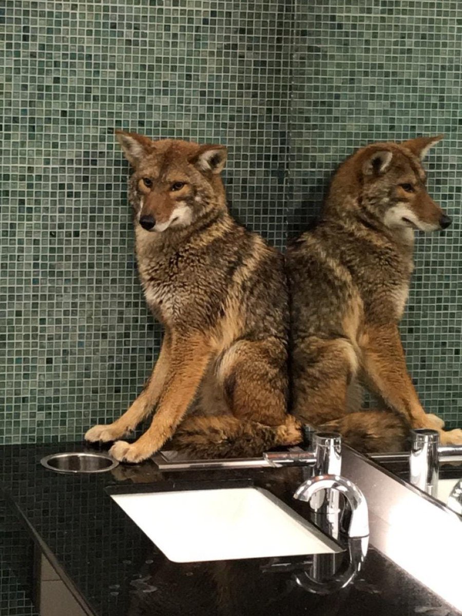 Bishop 🌲🍂 tweet media