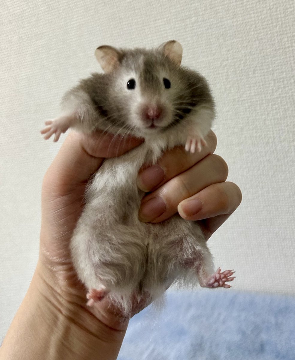 ピノちゃチェック✨